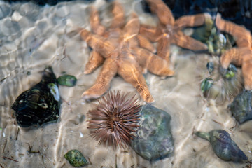 Starfish, Sea Urchin, and Spiral Sea Snails in Water Tank