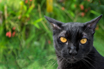 Naklejka na ściany i meble Black Cat in garden