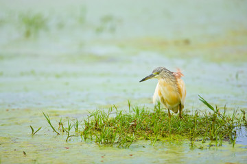 Garcilla cangrejera, Parque Nacional de Amboseli, Kenia, Africa