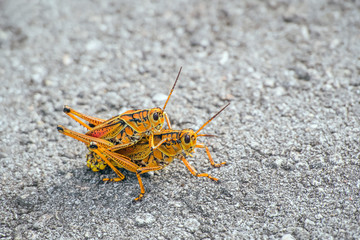 A pair of Eastern lubber grasshopper mating on the Anhinga trail.Everglades National  Park.Florida.USA