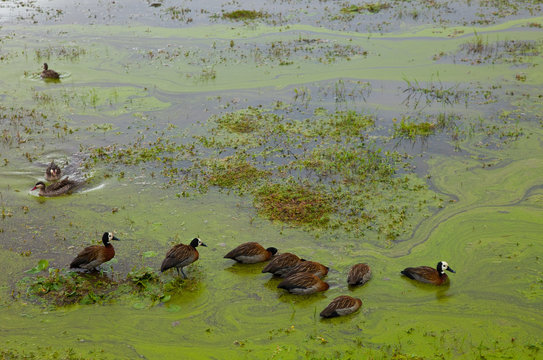 Pato Suirir&iacute; cariblanco, Parque Nacional de Amboseli, Kenia, Africa