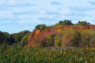 Colorful autumn foliage over blue sky with clouds