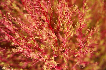 生命力を感じるコキア 紅葉