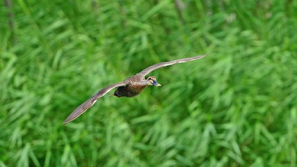 新緑バックに優雅に飛ぶカルガモ