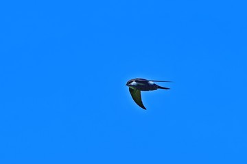 青空バックに高速で飛び回るアマツバメ