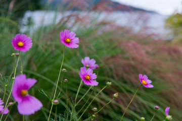 Obraz premium cosmos ingarden