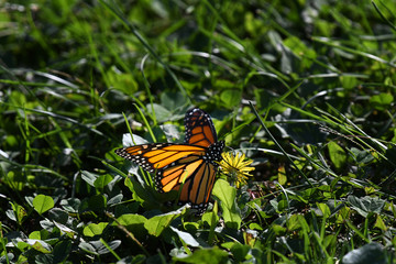 Beautiful Monarch butterfly on grass