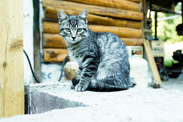 cat on roof  tabby baby
