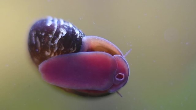 Caracol de agua dulce movi&eacute;ndose en pecera