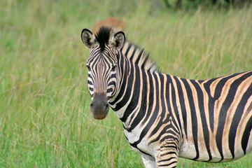 Plains zebra standing in tall grass at the Ubizane Wildlife Preserve, South Africa