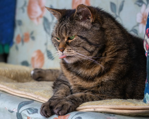 Naklejka na ściany i meble Tabby Katze liegt auf einem Kissen und streckt die Zunge heraus