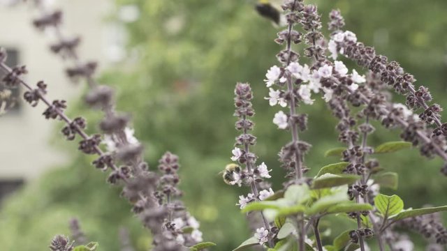 Flying bee sucks the nectar from the flowers - 4k, neutral camera profile