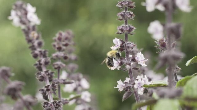 Flying bee sucks the nectar from the flowers - 4k, neutral camera profile