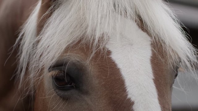 close up austrian haflinger horse head detail
