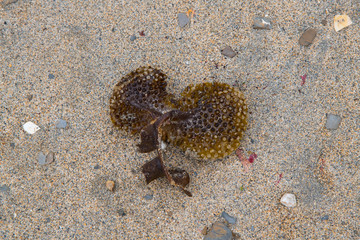 Intricate seaweed washed ashore on the beach in Cornwall