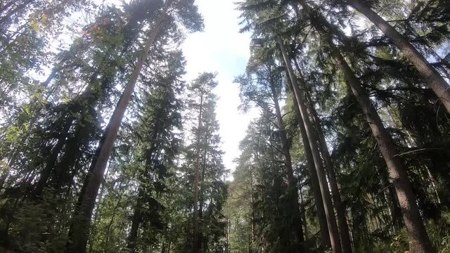 エネルギーを与えてくれるフィンランドの森