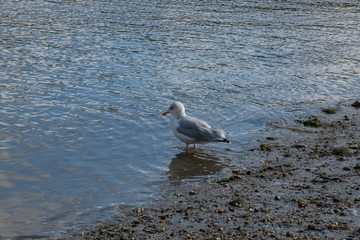 A gull wading on the shore, Fowey, Cornwall