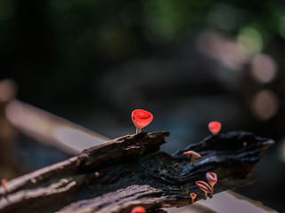 Take a picture of a cute mushroom in the forest.