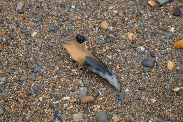 A large crab claw washed up on the beach in Cornwal