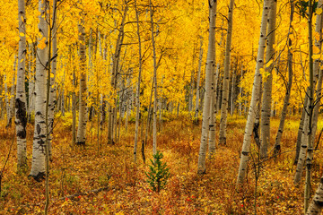 Colorado Aspen Trees