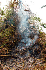 Forest fire. fallen tree is burned to the ground a lot of smoke when wildfire