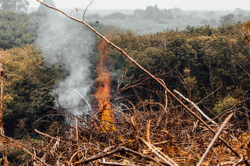 Fototapeta premium Forest fire. fallen tree is burned to the ground a lot of smoke when wildfire