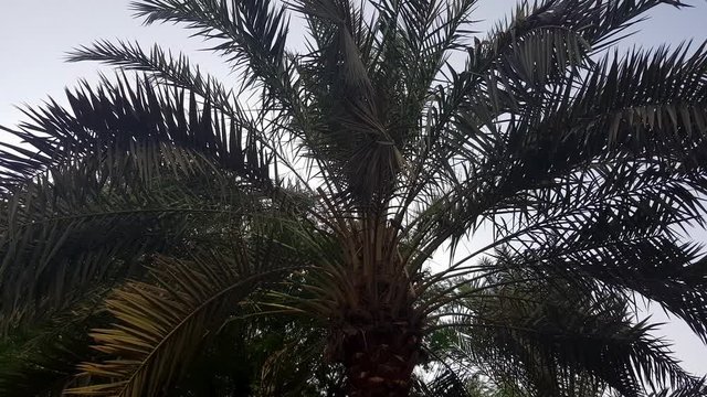 Palm tree waving its leaves during a windy afternoon with sky as background, camera tilt up