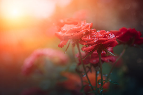 Beautiful of Red roses and dew with sunlight in the morning,Left copy space for text.