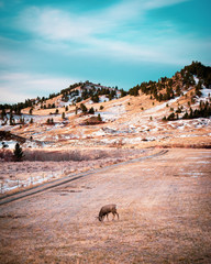 Breakfast in Montana Mountains