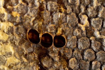 Honeycomb with honey and pollen. Sweet and natural honey inside the honeycomb. Background of...
