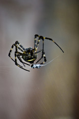 Argiope spider on a web macro aurantia