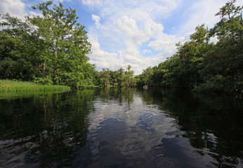 Fisheating Creek, Florida on calm early summer afternoon with perfect reflections of Cypress Trees and clouds on tranquil water.
