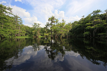 Fototapeta na wymiar Fisheating Creek, Florida on calm early summer afternoon with perfect reflections of Cypress Trees and clouds on tranquil water.