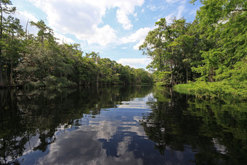 Fisheating Creek, Florida on calm early summer afternoon with perfect reflections of Cypress Trees and clouds on tranquil water.