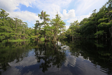 Obraz premium Fisheating Creek, Florida on calm early summer afternoon with perfect reflections of Cypress Trees and clouds on tranquil water.