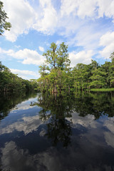 Fisheating Creek, Florida on calm early summer afternoon with perfect reflections of Cypress Trees and clouds on tranquil water.