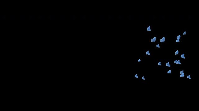 Butterfly swarm transition. 25 Blue Adonis butterflies fast flying over screen. Realistic 3D animation isolated on transparent background rendered as 4K UHD with alpha channel. 