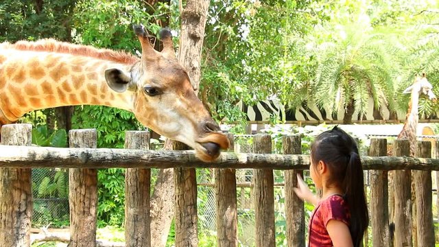 Thai child feeding giraffe , Chiangmai Thailand