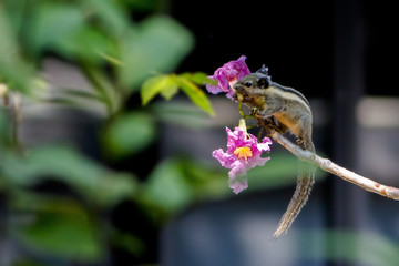 In the morning, a little squirrel eats pink flowers.