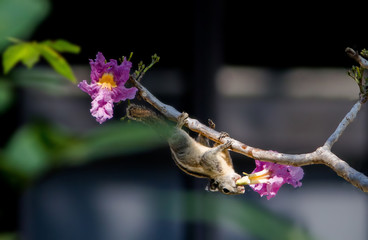 In the morning, a little squirrel eats pink flowers.