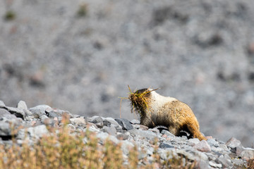 A hoary marmot gathering grasses from a nearby meadow in Mount Rainier National Park