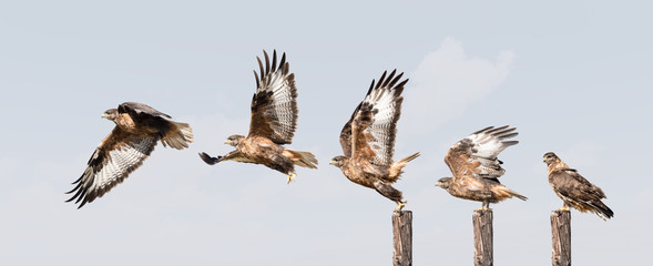 upland buzzard takeoff