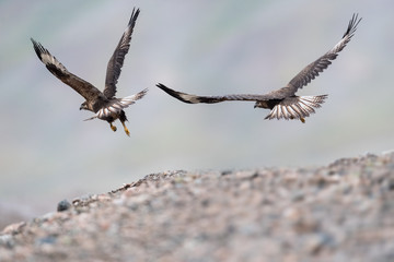 upland buzzard flying