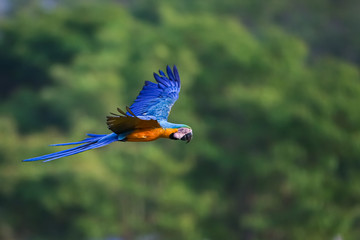 Blue-and-yellow macaw in flight to the right against defocused forest background, San Jose do Rio Claro, Mato Grosso, Brazil © Uwe Bergwitz