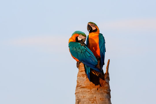 Close up of two Blue-and-yellow macaws sitting on a palm tree stump, one upright, one turning head for cleaning, against bright blue sky, Amazonia, San Jose do Rio Claro, Mato Grosso, Brazil
