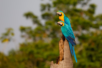 Two Blue-and-yellow macaw perching together on a palm tree stump ,looking to the left, side view, against green defocused natural background, Amazonia, San Jose do Rio Claro, Mato Grosso, Brazil