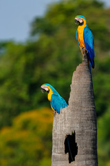 Two Blue-and-yellow macaw on a palm tree stump looking to the left, side view, against green defocused natural background, Amazonia, San Jose do Rio Claro, Mato Grosso, Brazil