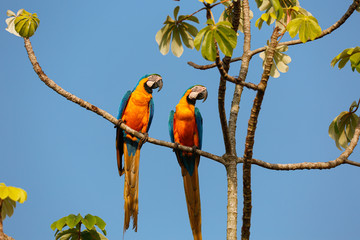 Two beautiful Blue-and-yellow macaws close together perching on a branch of a tree against blue sky, looking to the right, Amazonia, San Jose do Rio Claro, Mato Grosso, Brazil