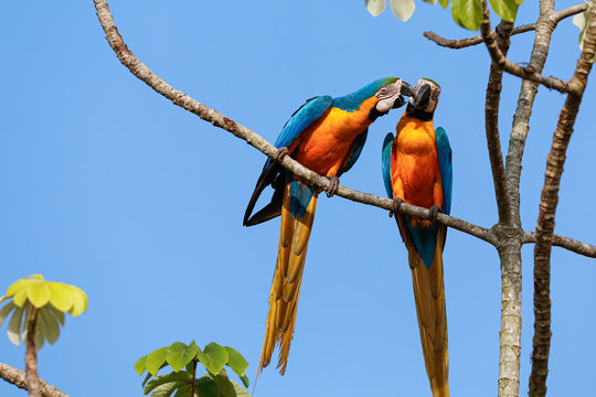Two beautiful Blue-and-yellow macaws close together perching on a branch of a tree against blue sky, heads together, nibbling, Amazonia, San Jose do Rio Claro, Mato Grosso, Brazil