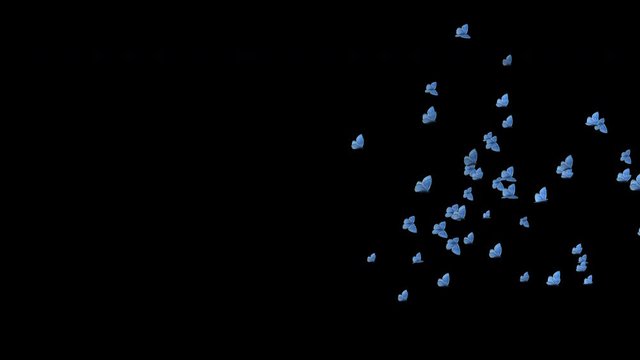 Butterfly swarm transition. 50 Blue Adonis butterflies fast flying over screen. Realistic 3D animation isolated on transparent background rendered as 4K UHD with alpha channel.